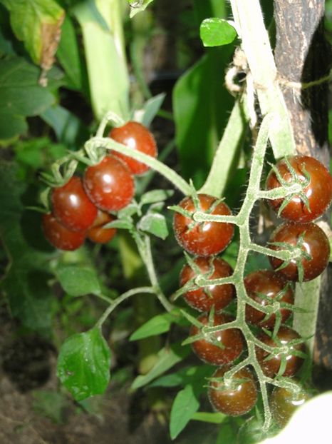  - Tomate