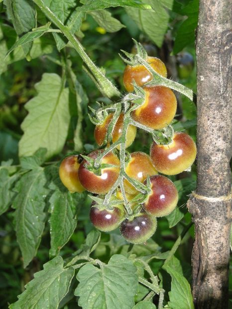  - Tomate