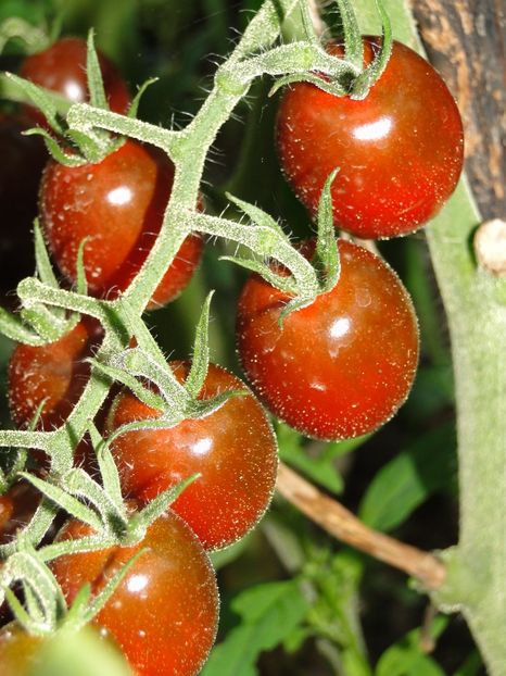  - Tomate