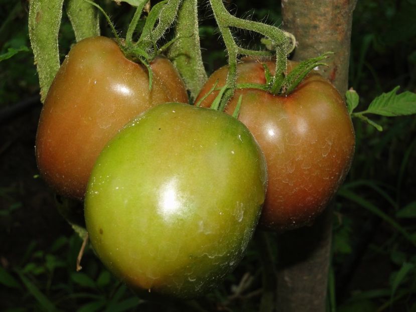  - Tomate