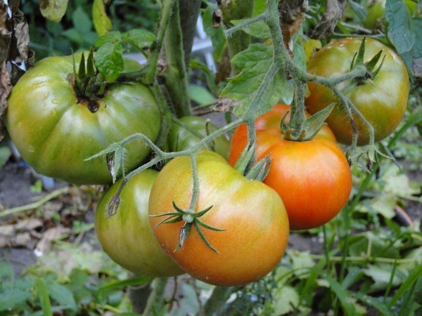  - Tomate