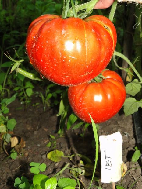  - Tomate