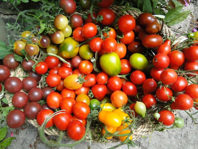  - Tomate