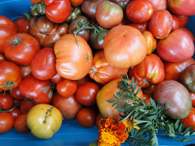  - Tomate