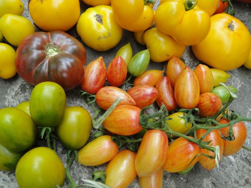  - Tomate