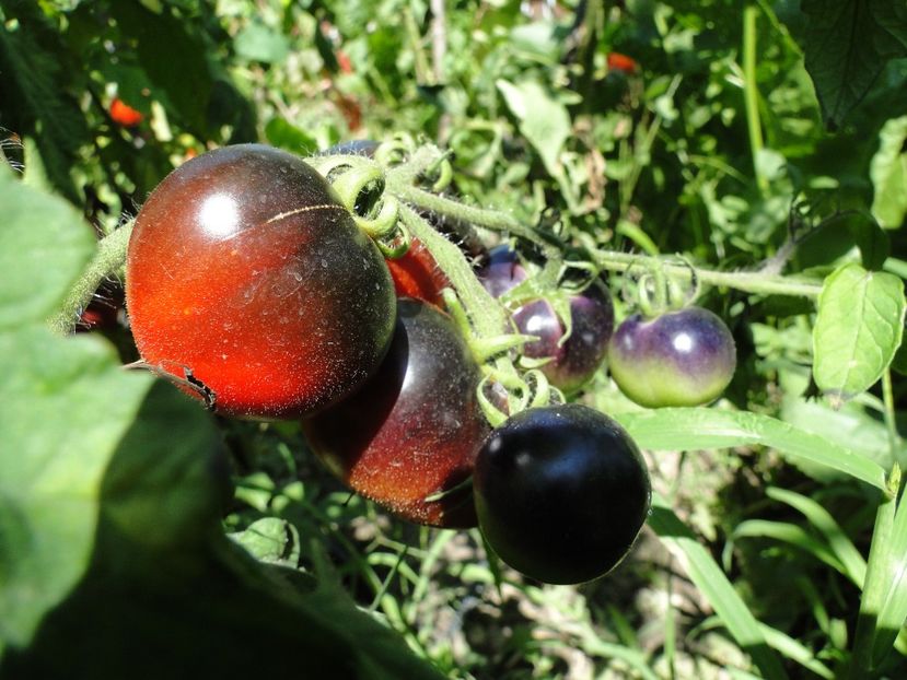  - Tomate