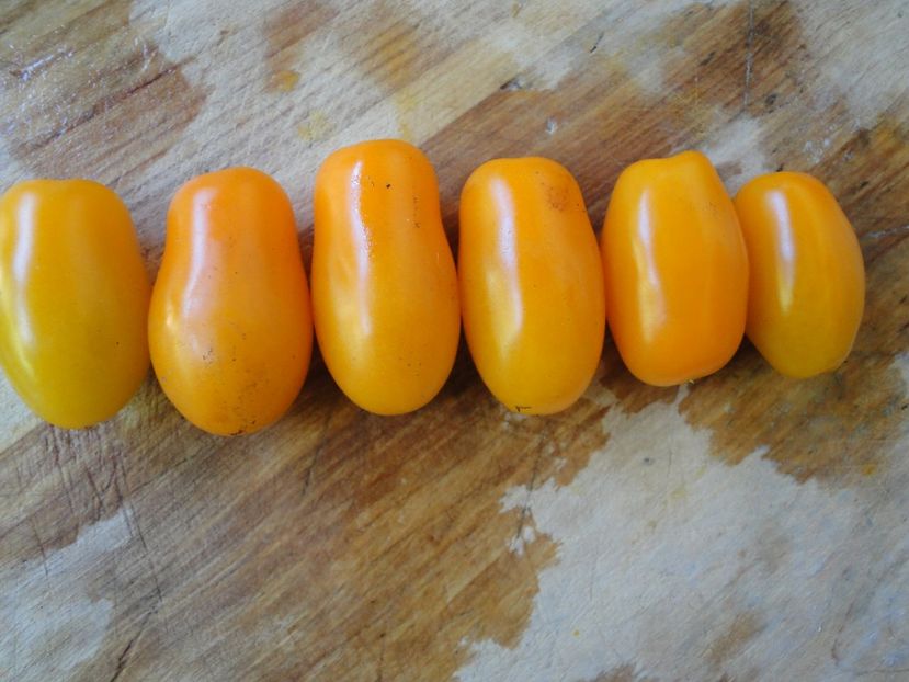  - Tomate