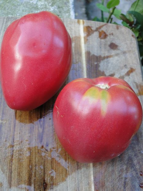  - Tomate