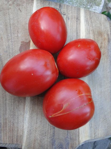  - Tomate