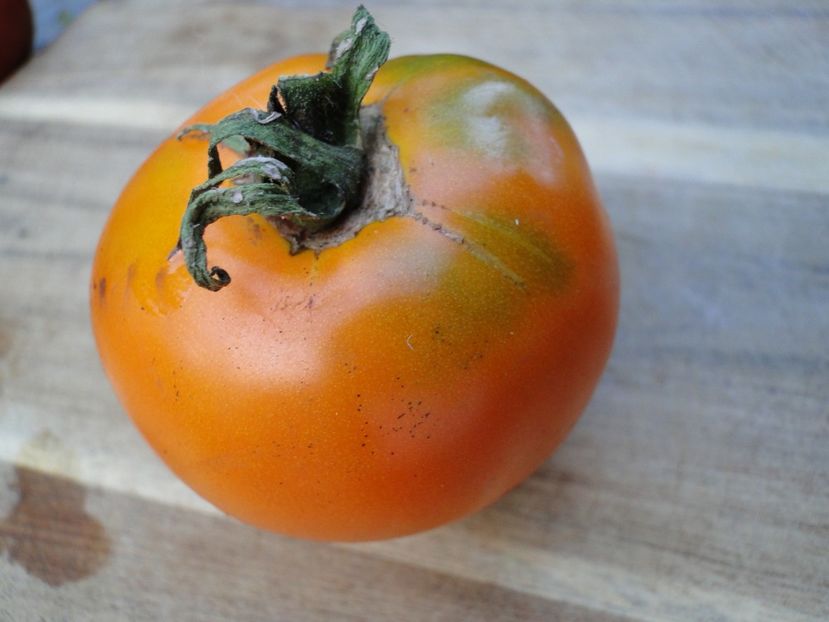  - Tomate