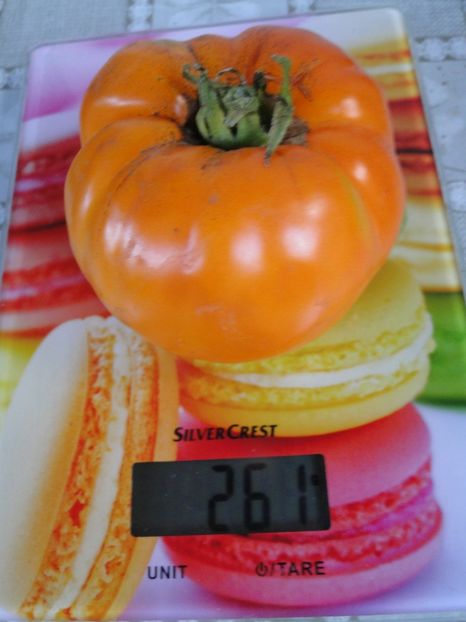 - Tomate