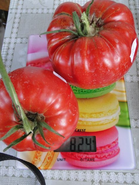  - Tomate