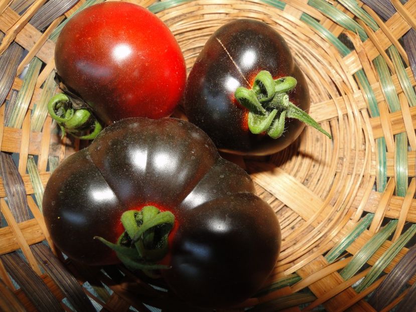  - Tomate