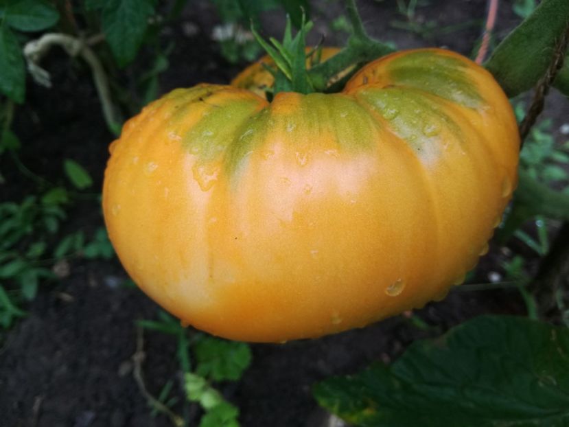  - Tomate