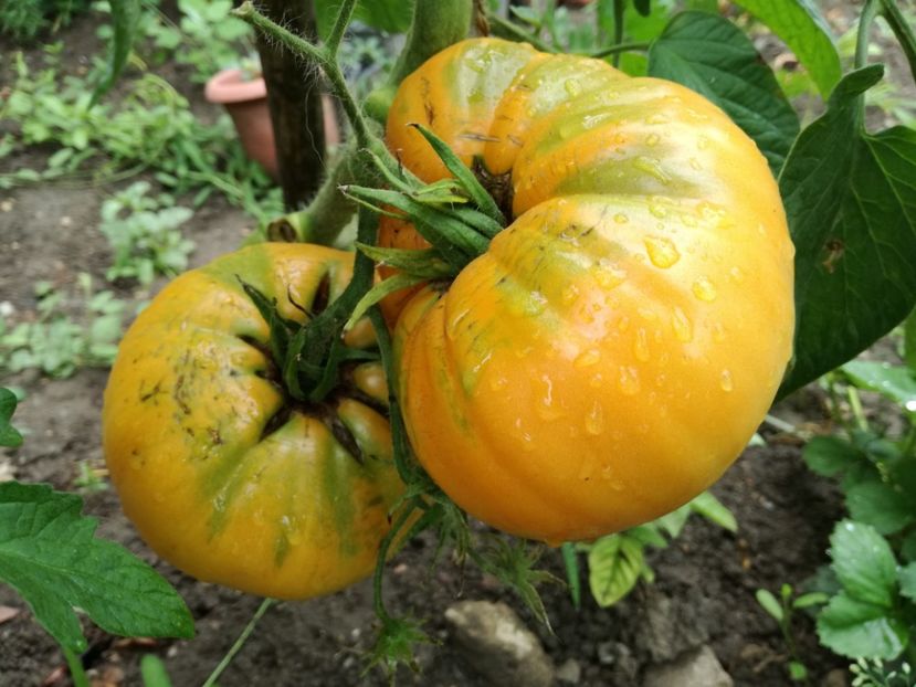  - Tomate