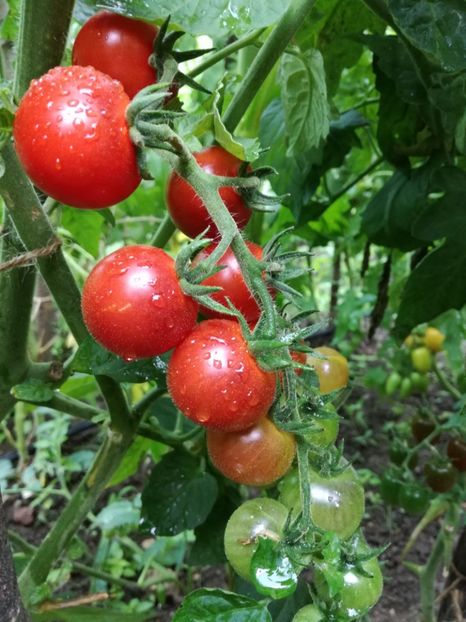  - Tomate