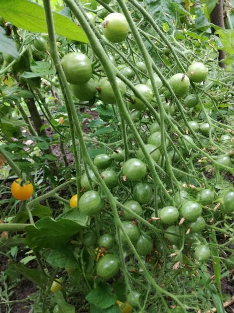  - Tomate