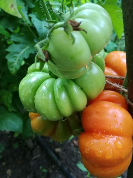  - Tomate