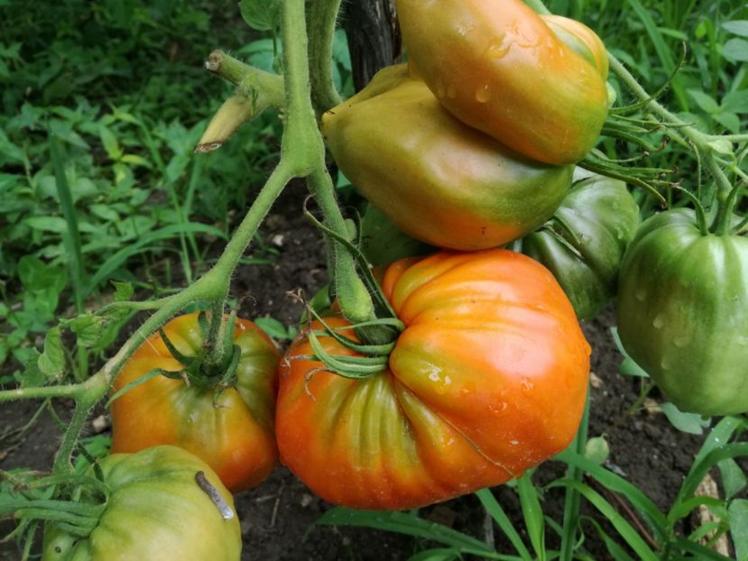  - Tomate