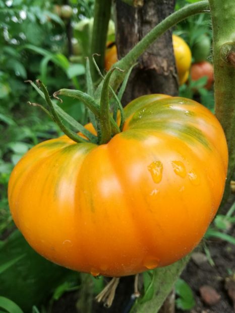  - Tomate