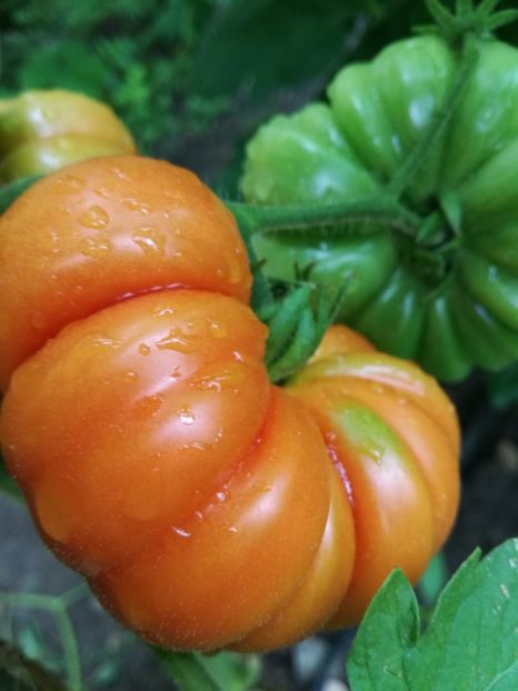 - Tomate