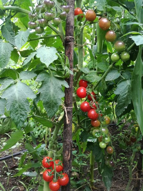  - Tomate