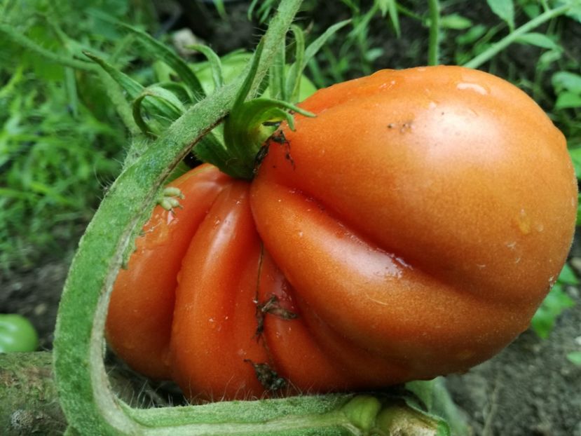  - Tomate