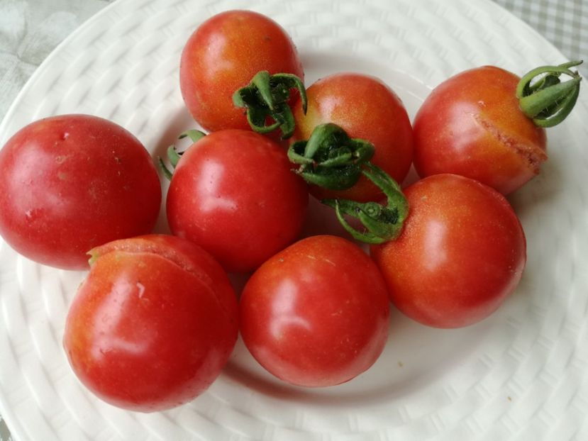  - Tomate