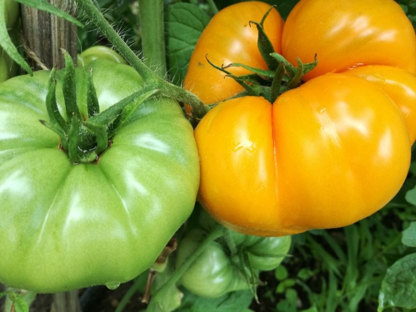  - Tomate