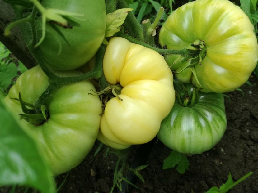  - Tomate