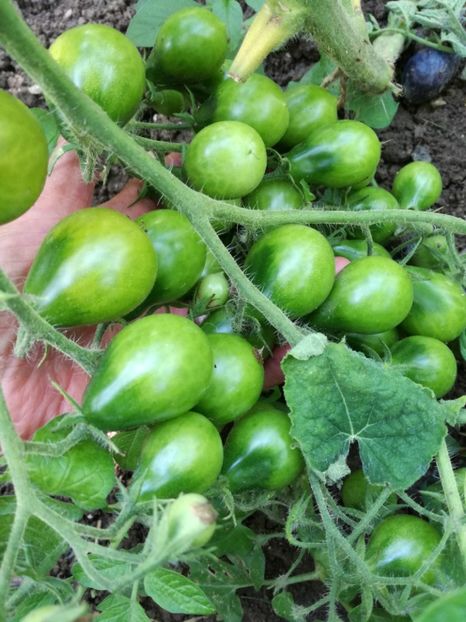  - Tomate