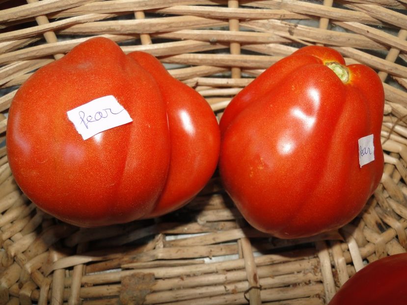 Para - Tomate