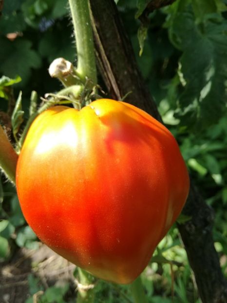 Sprint Timer - Tomate