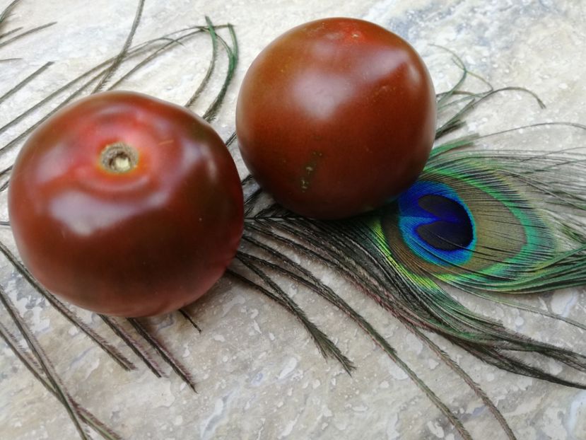  - Tomate