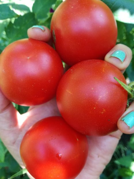 Alicante1 - Tomate