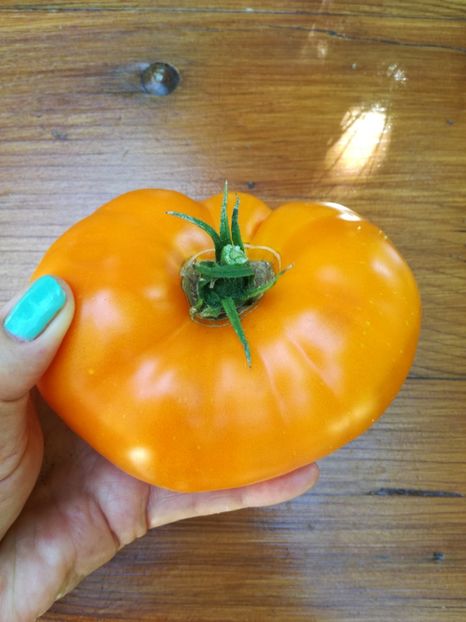 brandywine yellow3 - Tomate