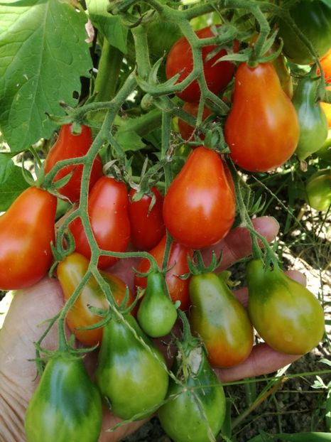 Radana - Tomate