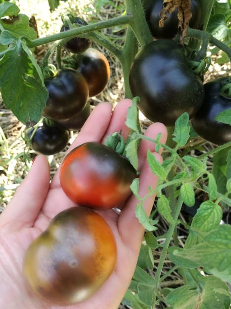  - Tomate