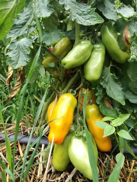  - Tomate