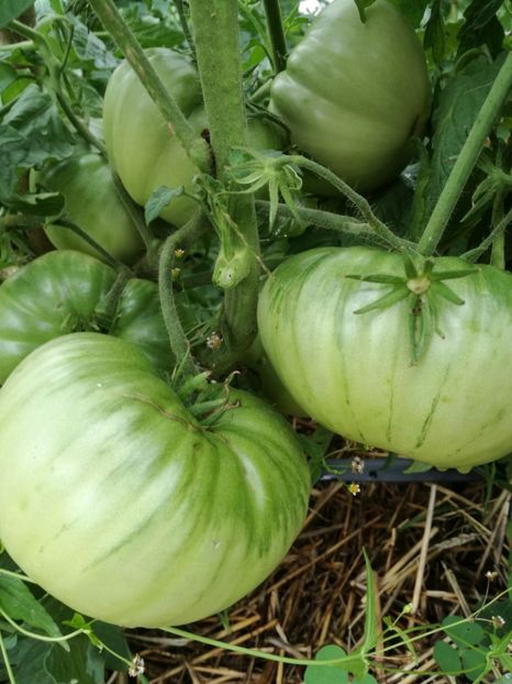  - Tomate