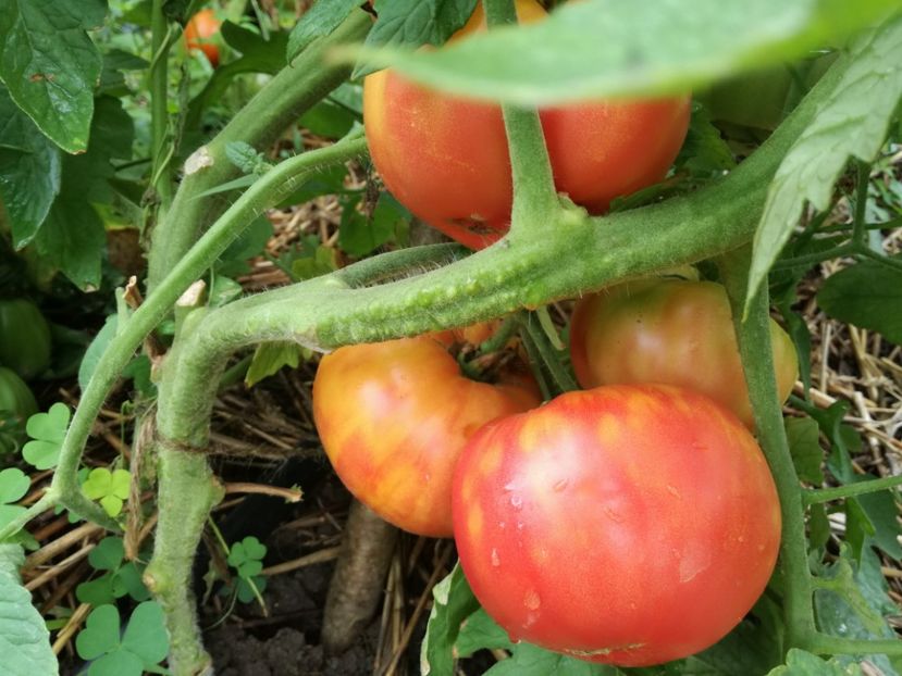  - Tomate
