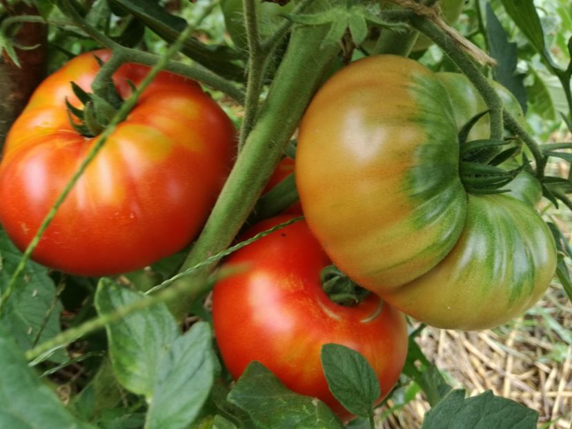  - Tomate