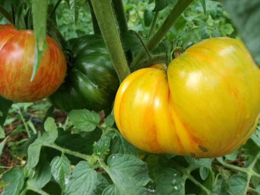  - Tomate