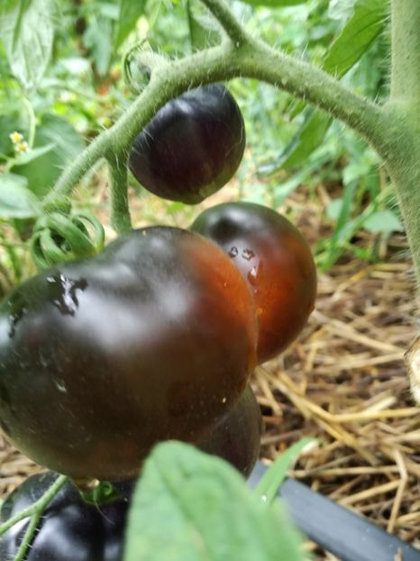  - Tomate