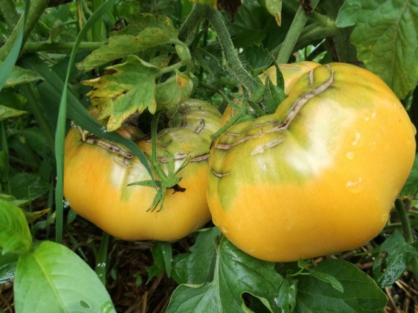  - Tomate