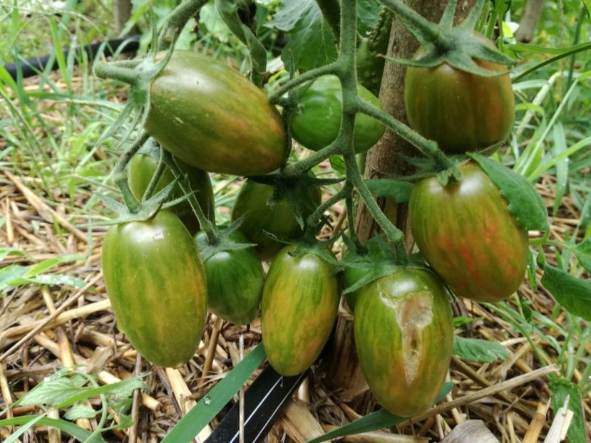  - Tomate