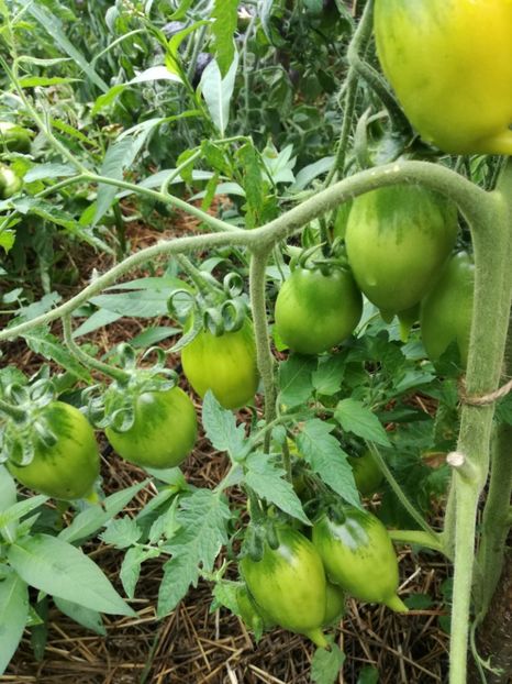 - Tomate