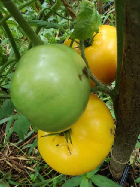  - Tomate