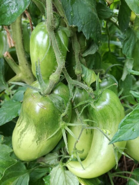  - Tomate