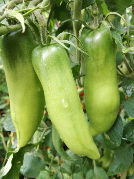  - Tomate